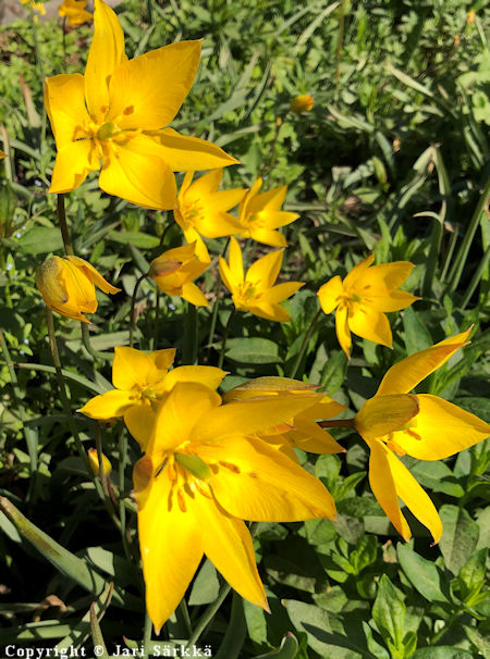Tulipa sylvestris, metstulppaani
